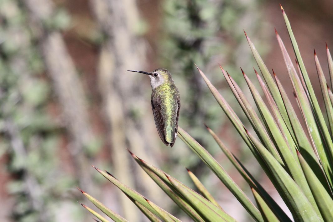 Hummingbirds from backyards and beyond